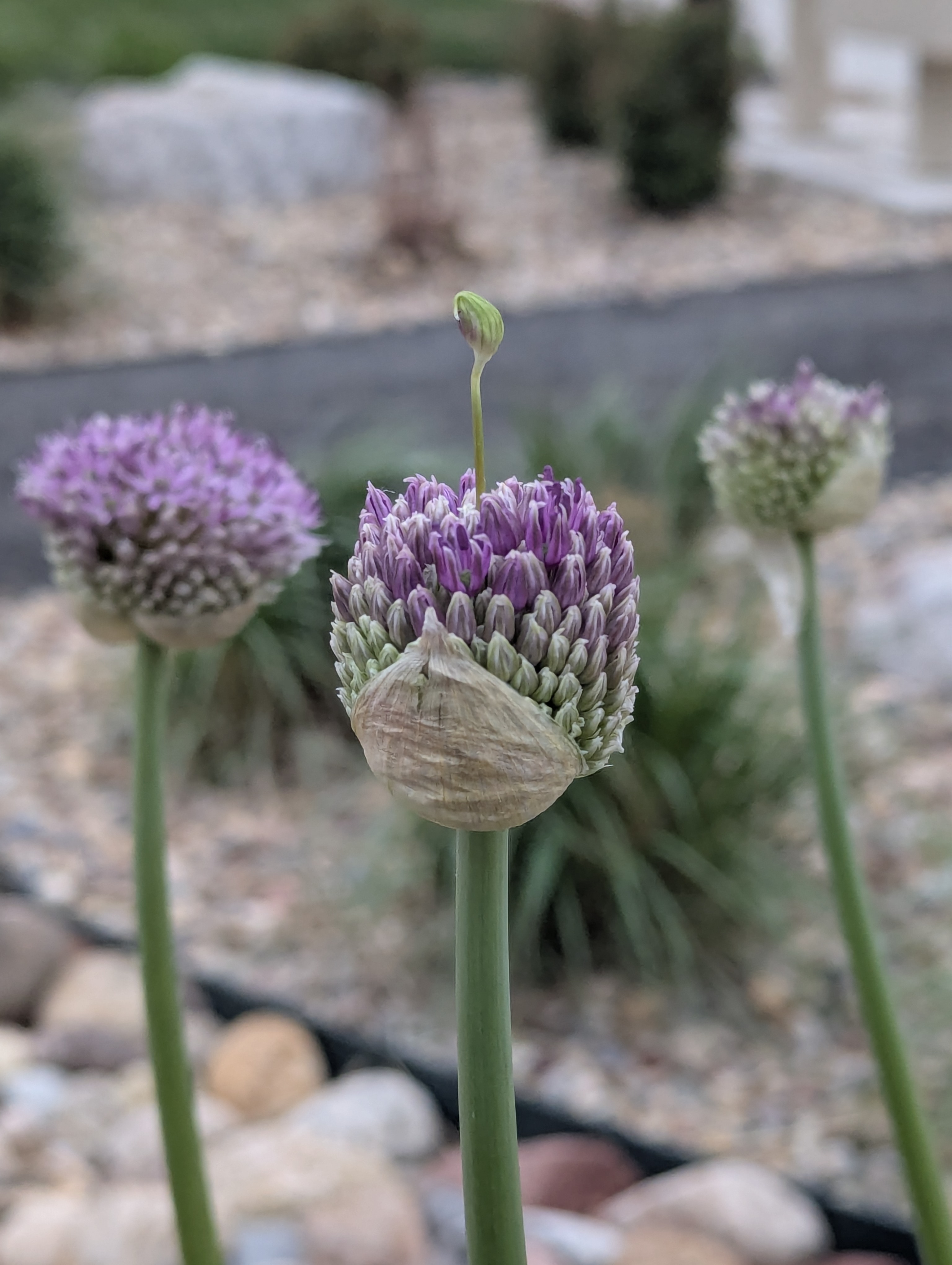 Garden, Flowers, Morrison, Colorado